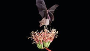 Bat, photo courtesy of Bat Conservation International