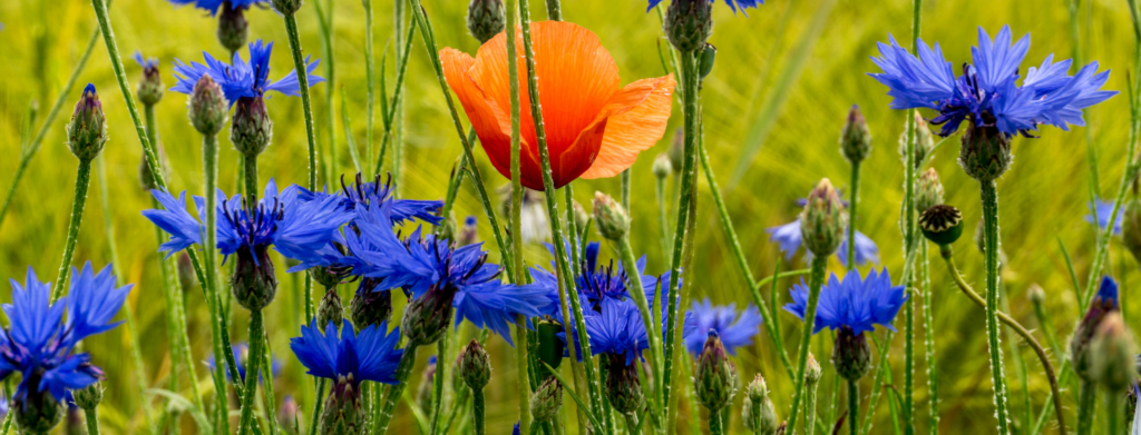 cornflowers in front of a cereal field with red poppies.