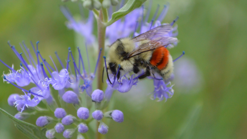 hunt's bumblebee, captured by Ryan Moehring, USFWS