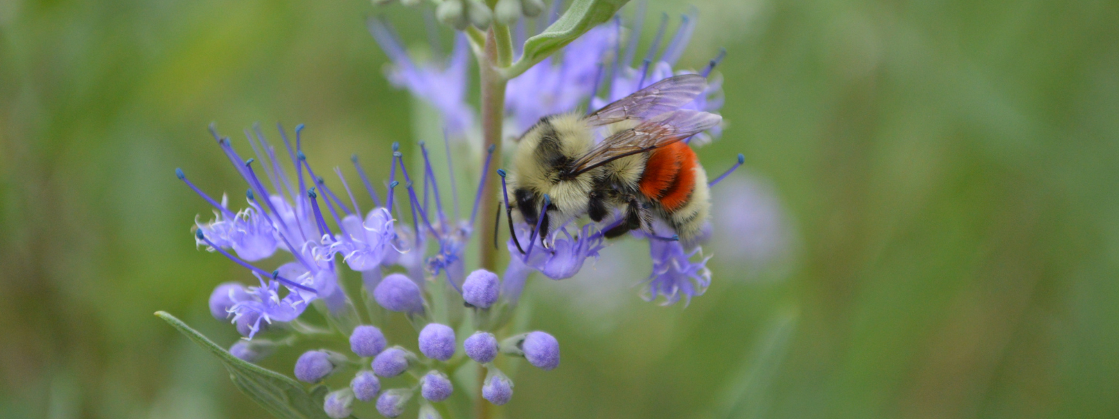 hunt's bumblebee, captured by Ryan Moehring, USFWS