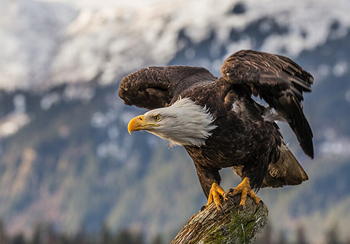 Bald eagle perched on a stump