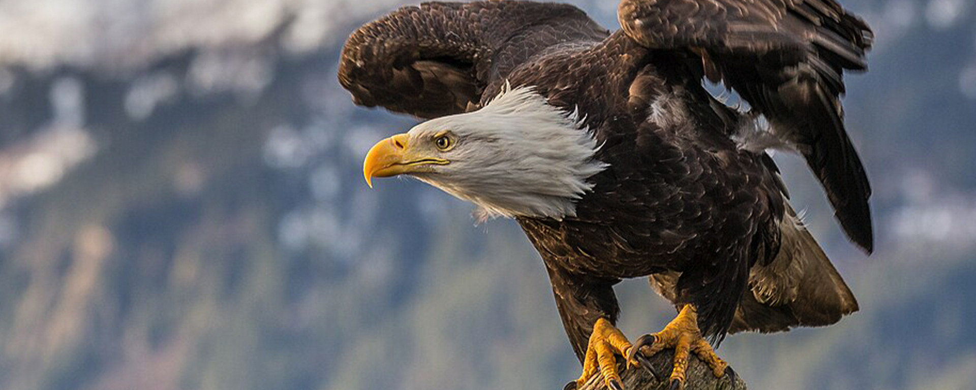 Bald eagle perched on a stump