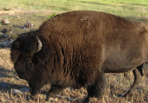 Bison