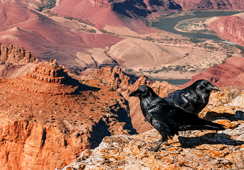 Ravens on the top of cliff